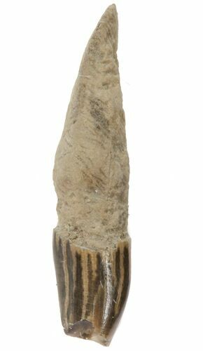 Fossil Odontocete (Toothed Whale) Tooth - Maryland #41326